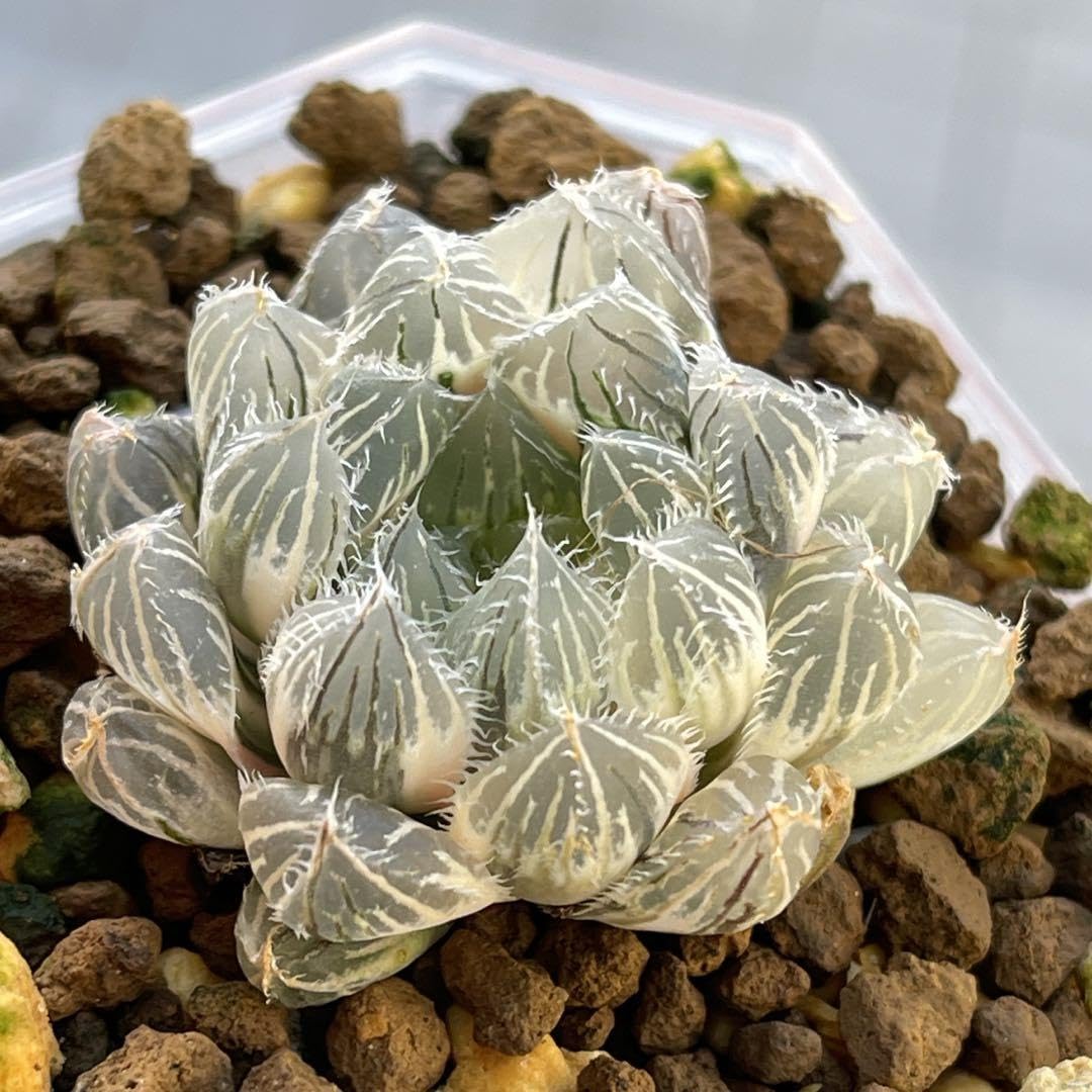 多肉植物 ハオルチア 秋祭り錦糊斑 美品 Amazon.co.jp: ハオルチア ハオルシア 多肉植物 秋祭り錦 糊斑 完璧株
